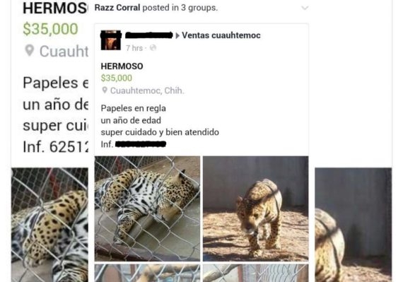 Ddbd51c6174319adf1ea9a6d30392812