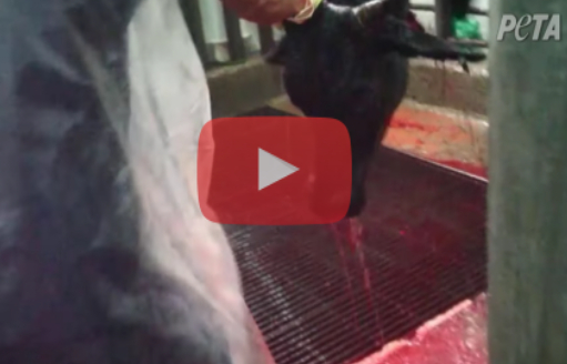 3150535a10b59d7a0d2224bc9ed00ae5