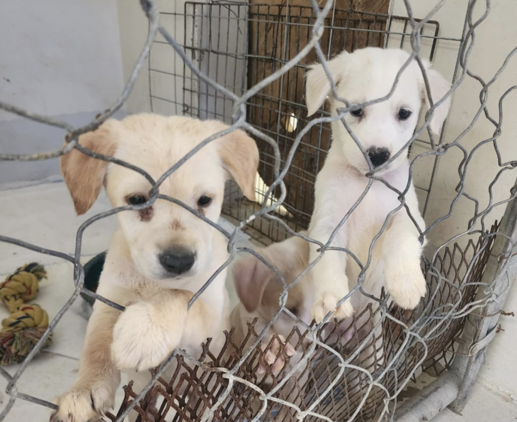 Exhorta Bienestar Animal A Juarenses A No Regalar Mascotas Esta Navidad