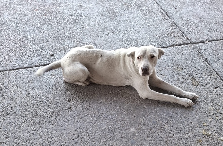 Perrito Maltratado