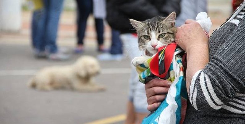 Emite Dirección De Bienestar Animal Recomendaciones Para Cuidar Mascotas En Invierno