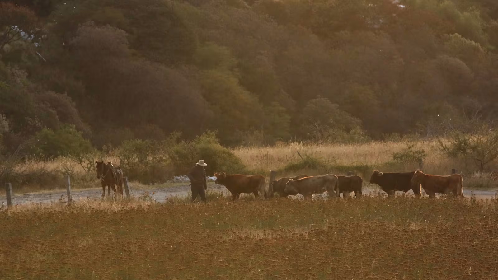 Reanuda Chihuahua Exportaciones De Ganado A Eu Tras Pausa Comercial Por Cuarentena Contra Gusano Barrenador