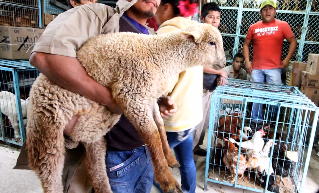 Corte Determina Que El Uso De Animales Para Ritos Sí Es Crueldad Animal, Se Castigará