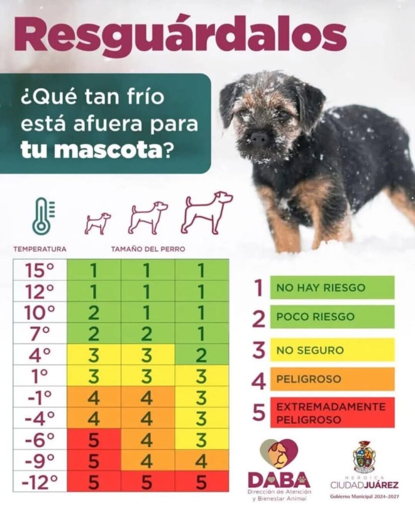 Exhorta Bienestar Animal A Cuidar Las Mascotas Ante Descenso En La Temperatura