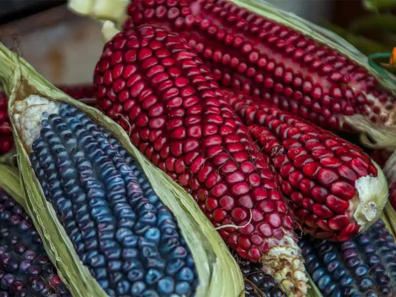 Más De La Mitad Del Maíz Que Se Consume En México Es Transgénico Y Proviene De Eu