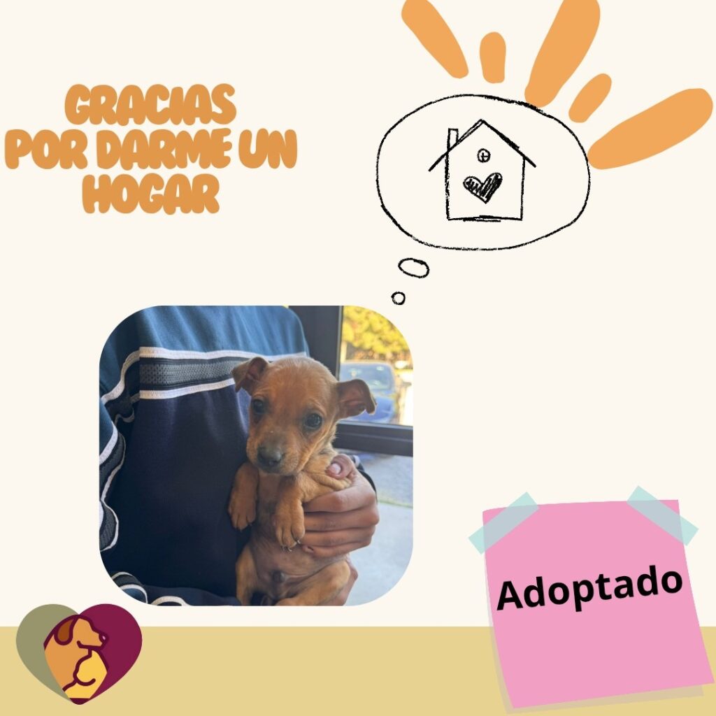 Reanuda La Dirección De Bienestar Animal Adopciones De Mascotas En Ciudad Juárez