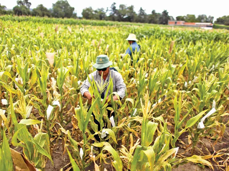 Frenan Prohibición A Maíz Transgénico; Secretaría De Economía Emite Acuerdo