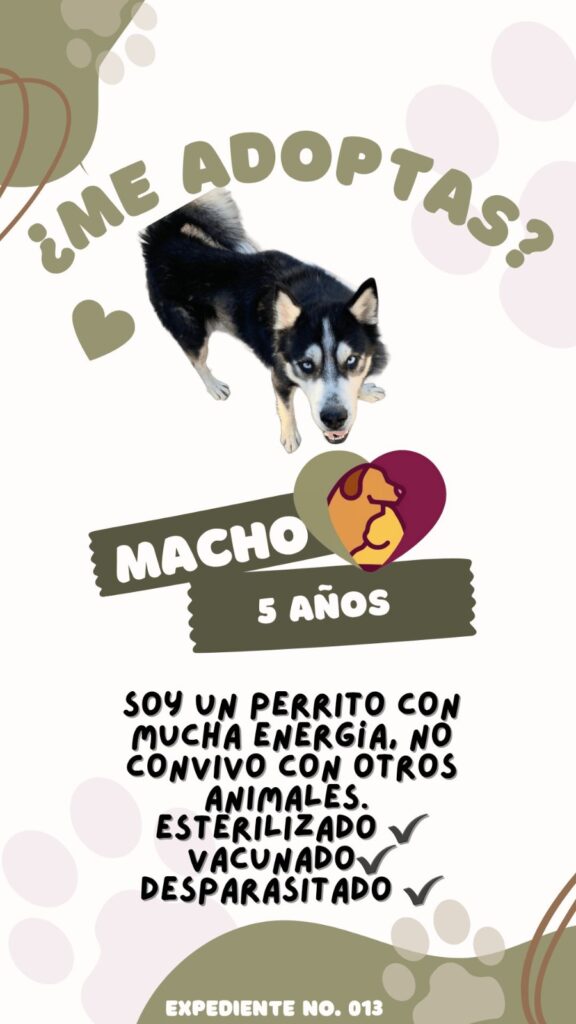 Invita Bienestar Animal A Visitar Sus Instalaciones Y Adoptar Una Mascota