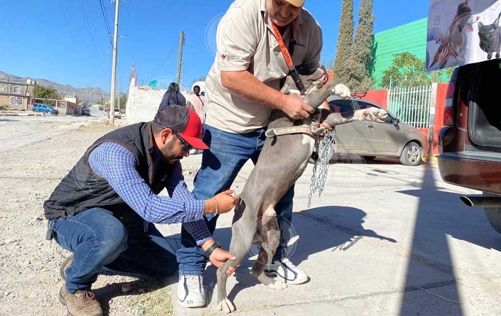 Invitan Daba A La Jornada De Vacunación Y Desparasitación De Mascotas Este Domingo