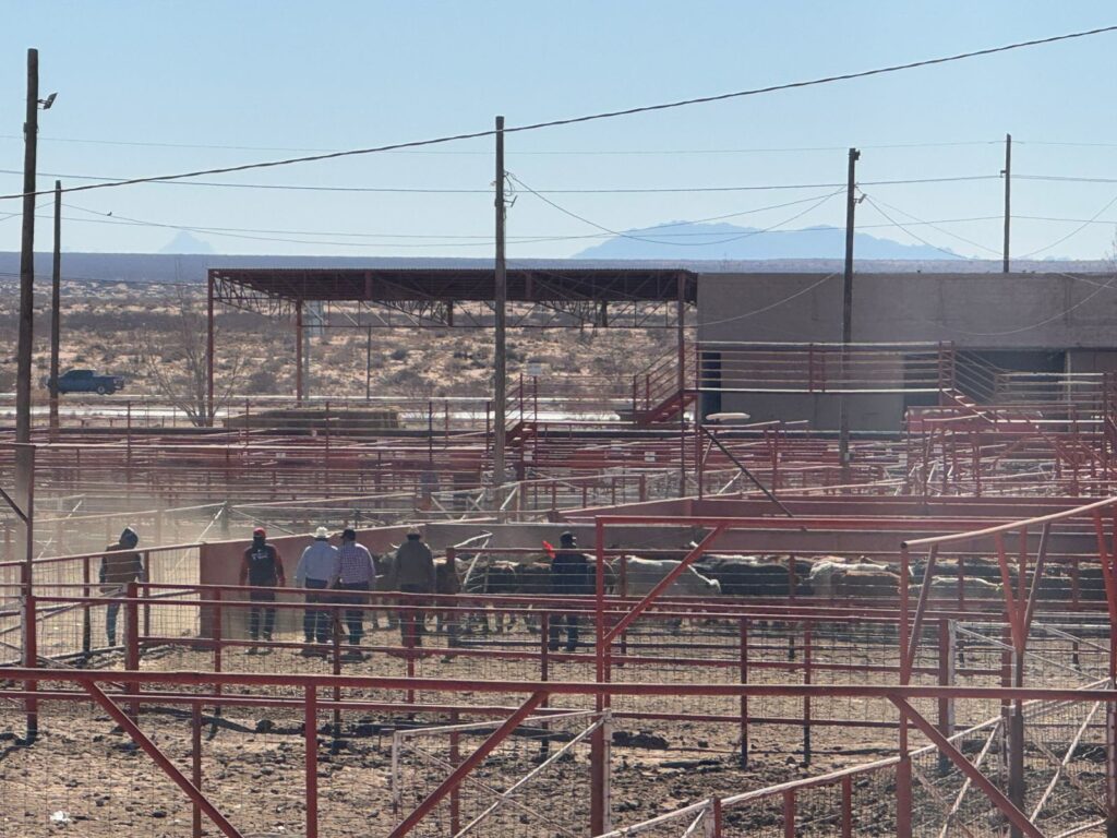 Oficial Chihuahua Reanuda Exportación De Ganado Por Gerónimo Santa Teresa