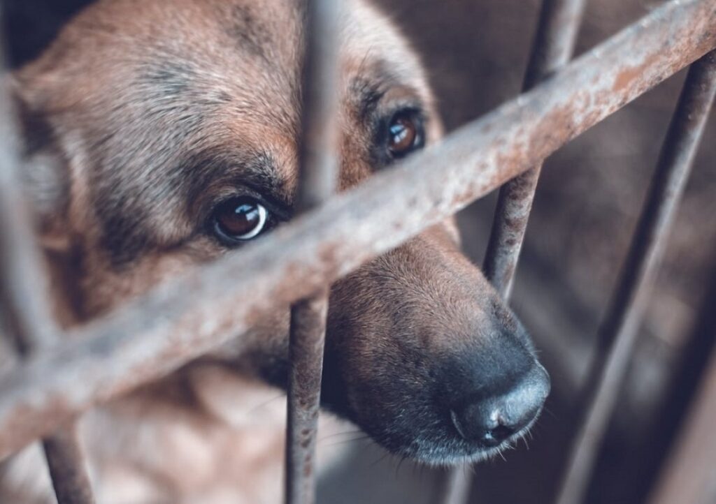 ¿quieres Denunciar Maltrato Animal? Bienestar Animal Te Indica Cómo Lo Puedes Hacer
