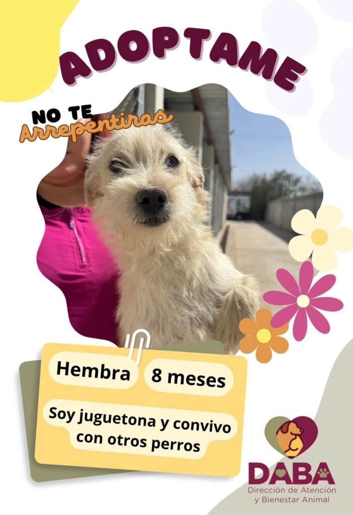 Bienestar animal invita a juarenses a adoptar perros y gatos en busca de un hogar