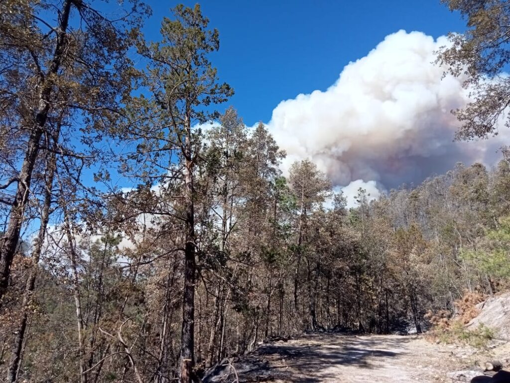 Trabajan 286 combatientes para abatir los 12 incendios activos en el estado