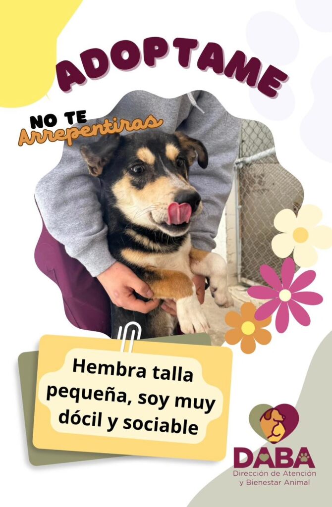 Dirección de bienestar animal cuenta con perritos y gatos listos para su adopción