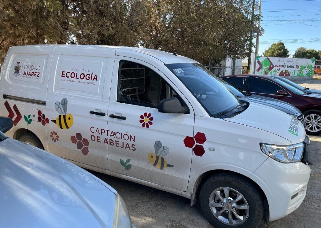 Ecología pide a juarenses reportar enjambres de abejas, tener cuidado y no destruirlos