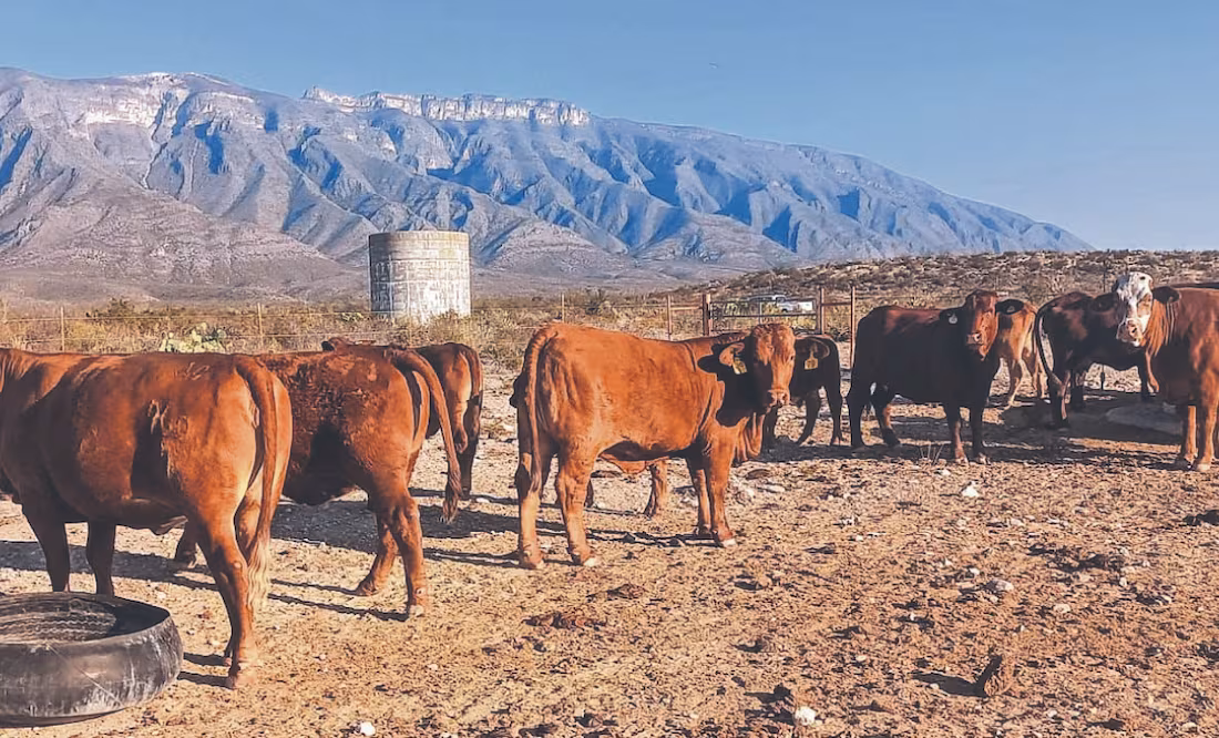 Ganaderos estiman pérdidas por 110 millones de dólares por el gusano barrenador