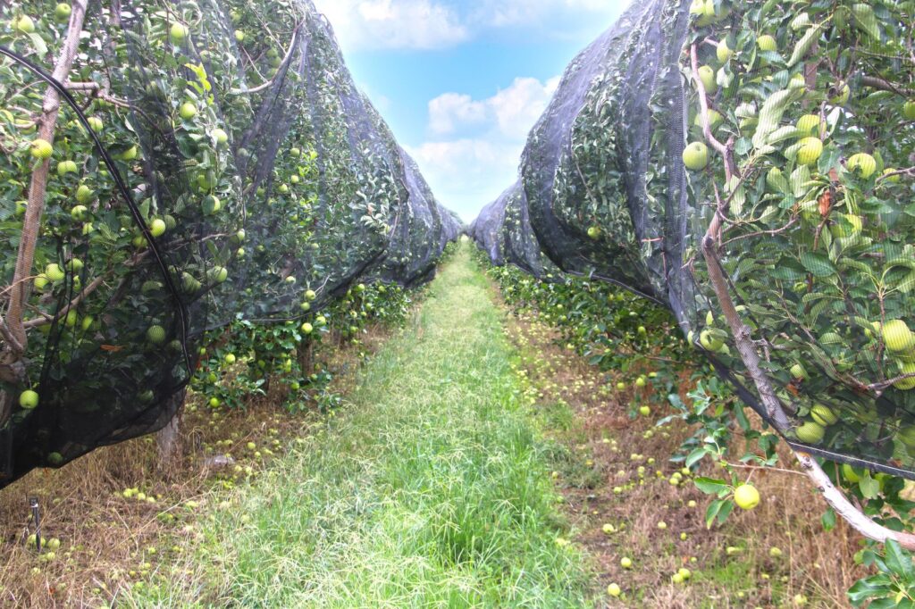Impulsan el crecimiento agroindustrial con apoyo directo a los municipios