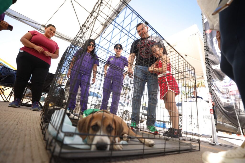 Acude alcalde pérez cuéllar a la expo pets 2025, realizaron más de 200 esterilizaciones