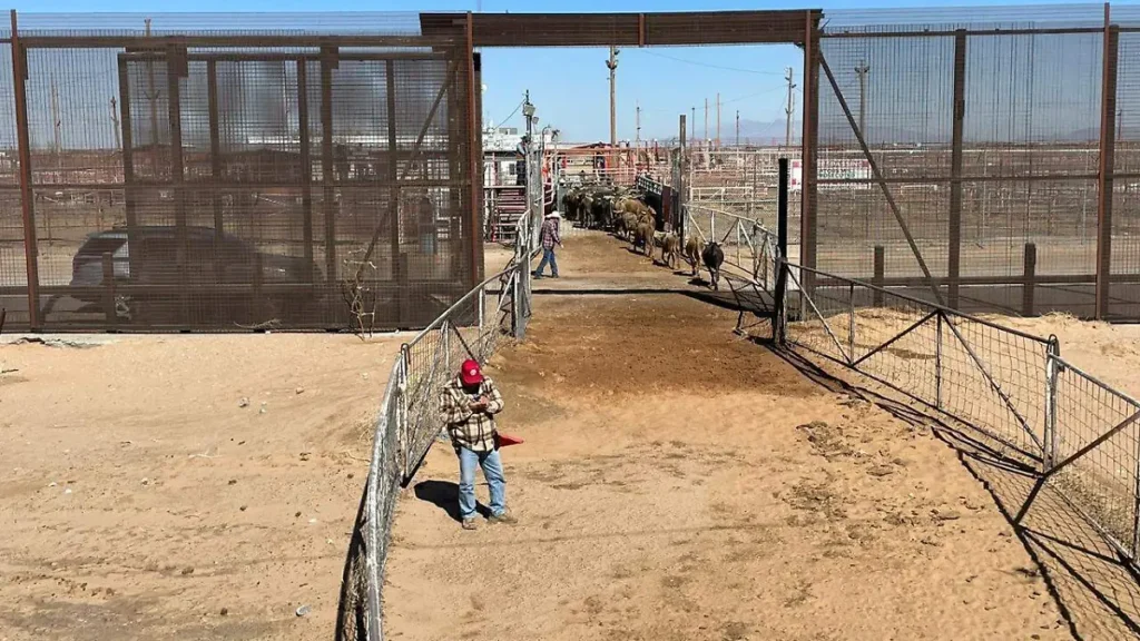 Habrá reapertura gradual de fronteras para la exportación de ganado a partir del 7 de julio, santa teresa hasta el 21