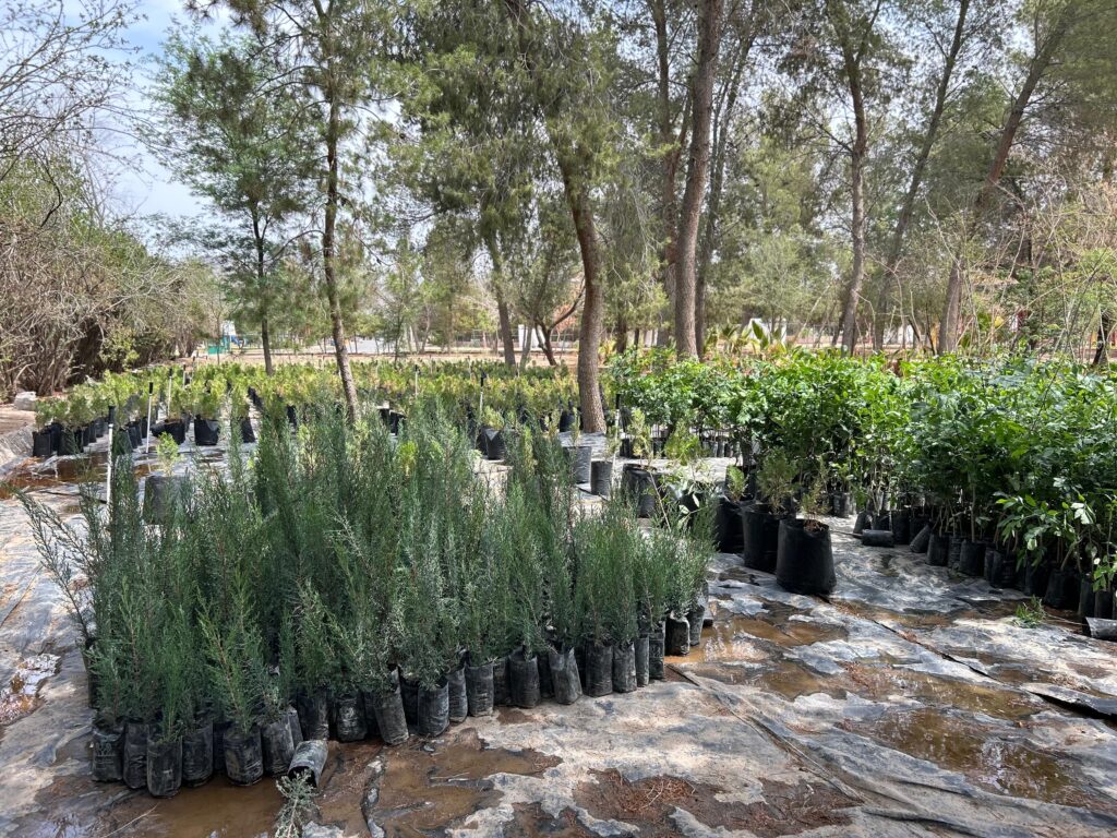 Recibe parques y jardines donación de 9 mil árboles de fundación grupo méxico