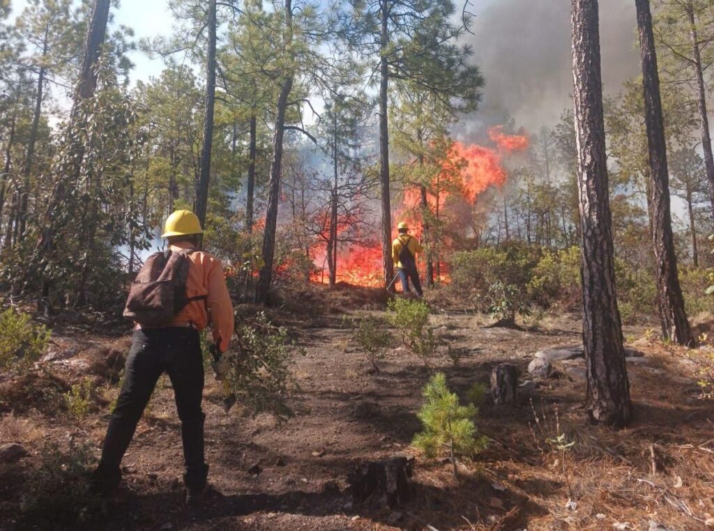 Reportan bajo control el único incendio forestal que hay activo en el estado de chihuahua
