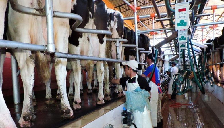 Chihuahua se consolida como productor de leche con 3.2 millones de litros diarios