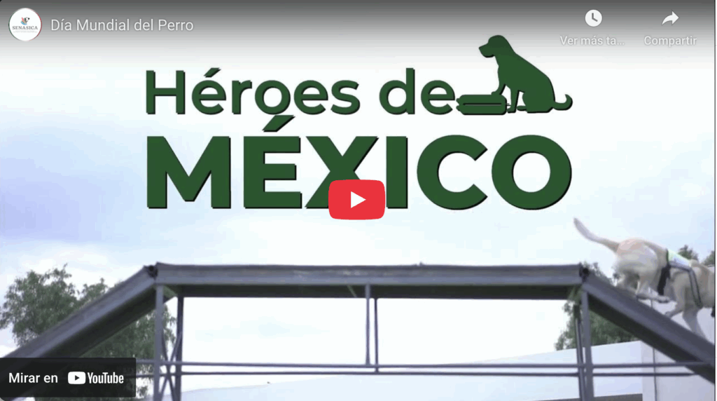 Día mundial del perro ¿por qué se celebra cada 21 de julio?