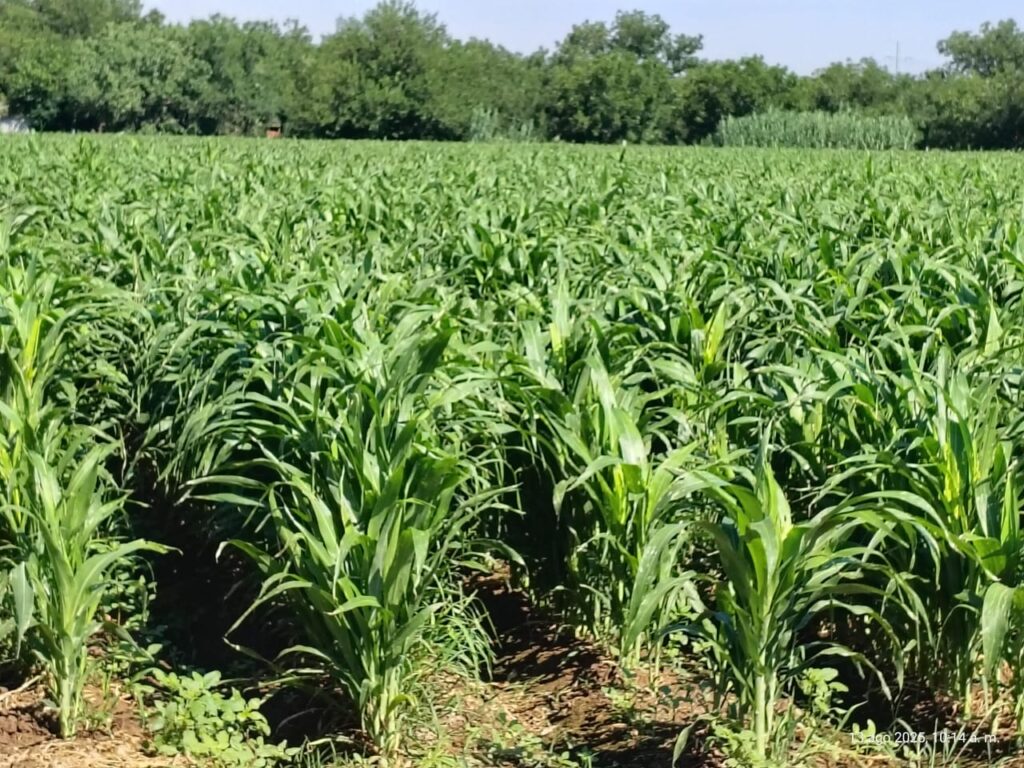 El producto solución nutritiva da resultados positivos en el cultivo de sorgo forrajero