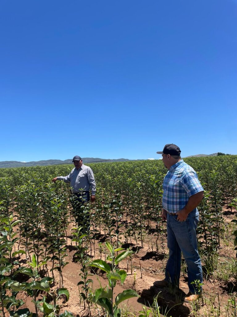 Impulsa desarrollo rural la producción de manzanas a través del vivero estatal