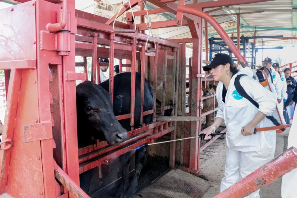 Refuerza gobierno del estado acciones sanitarias contra la tuberculosis bovina