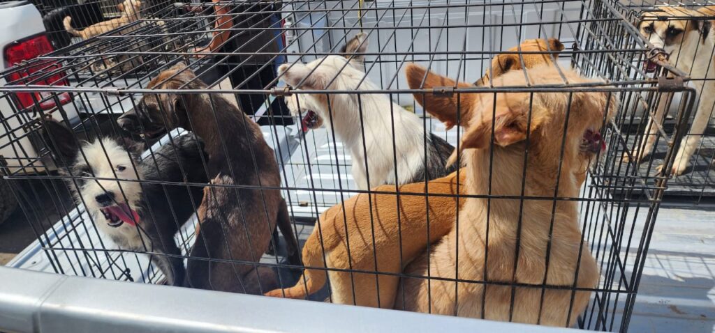 Rescata daba a otras 18 mascotas que estaban en hacinamiento y maltrato