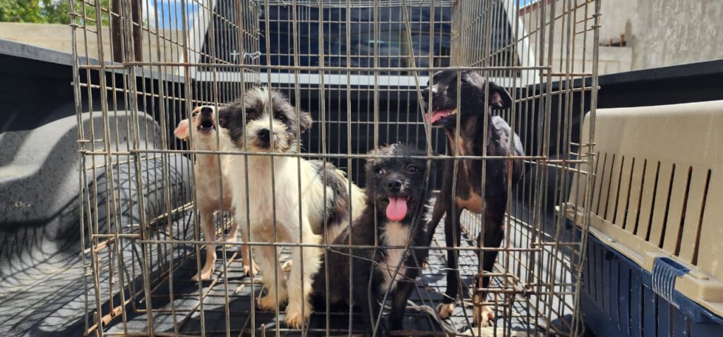 Bienestar animal ha asegurado 338 mascotas maltratadas en el último año