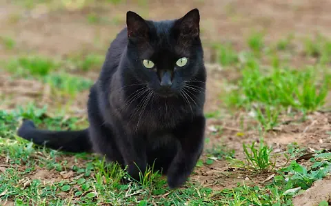 Bienestar animal suspende adopciones de gatos durante todo octubre por el halloween