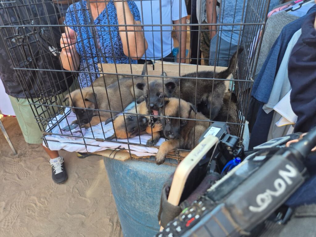 Decomisa daba cachorros y otras especies en operativo en el mercado 'san pancho'
