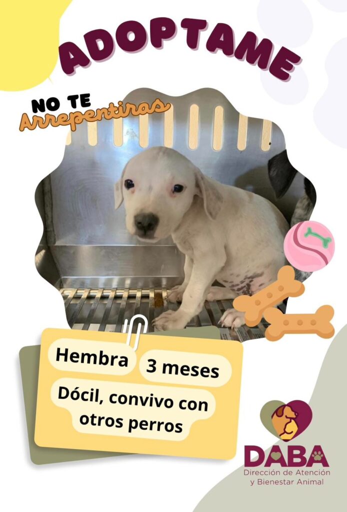 La dirección de atención y bienestar animal tiene 70 perros en espera de adopción