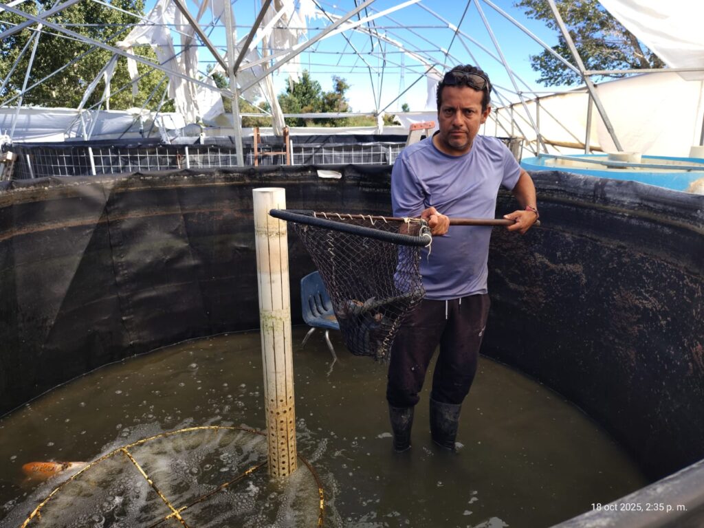 Samalayuca se encuentra en plena cosecha de mojarra tilapia desarrollo rural
