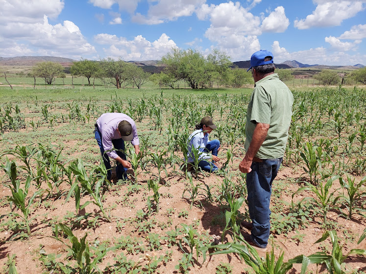 Destinan estado y federación más de 53 mdp para atender la sanidad vegetal en chihuahua