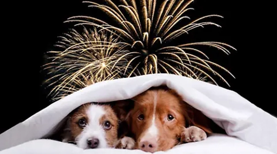 Piden proteger a las mascotas del ruido por pirotecnia en celebraciones de año nuevo