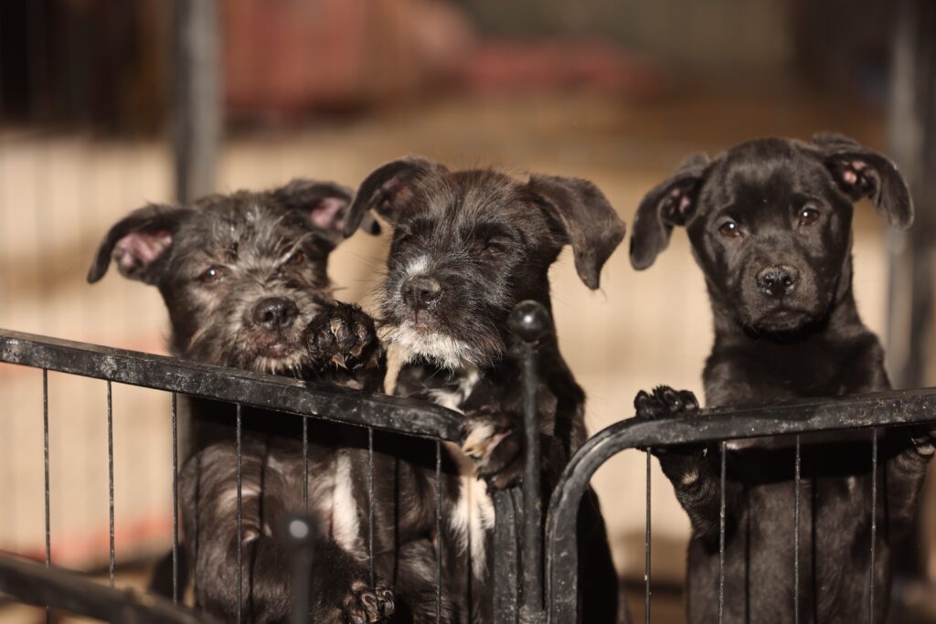 Emite bienestar animal recomendaciones para proteger las mascotas del frío