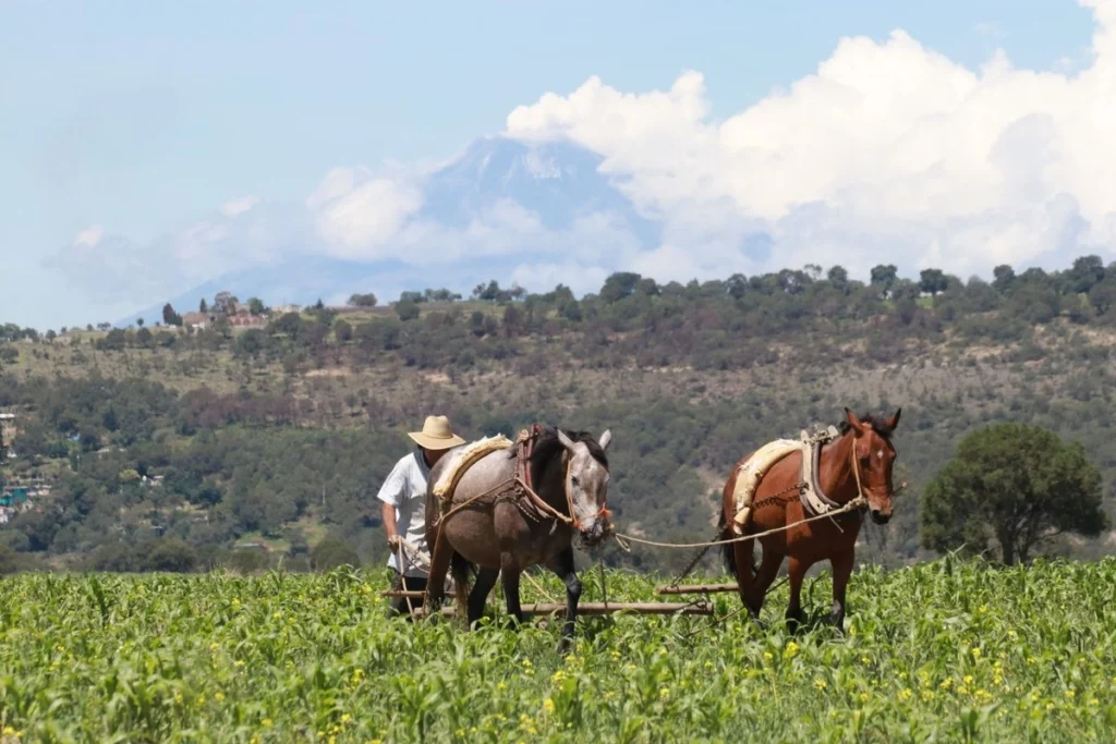 Más de 60 mil productores de granos de 19 estados ya están recibiendo apoyo federal