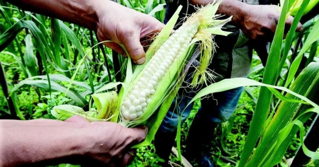 Secretaría de agricultura publica en dof reglas del programa de comercio justo