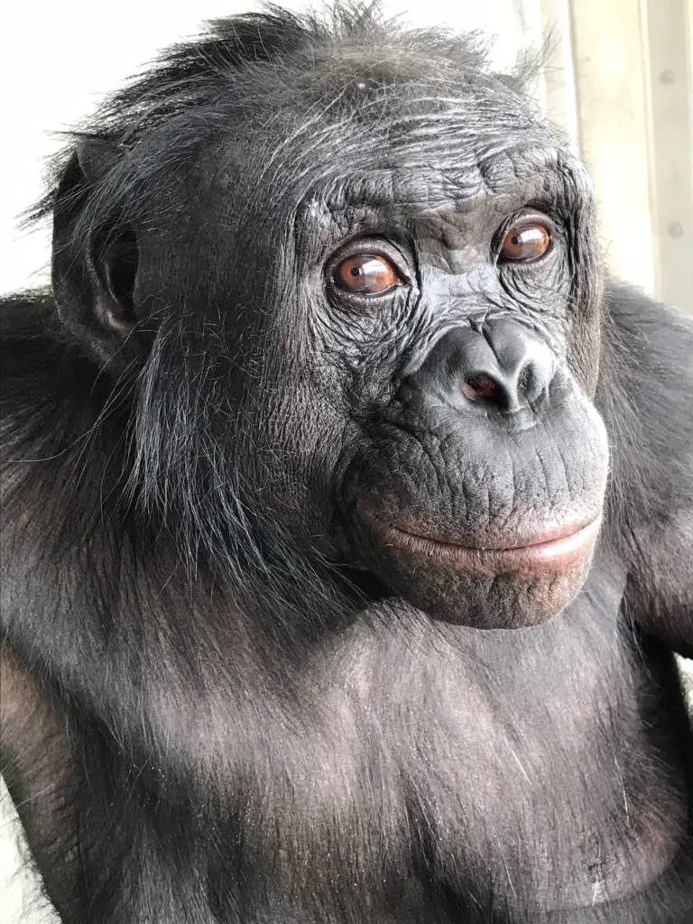 At a ‘tea party’ with scientists, this ape showed some imagination