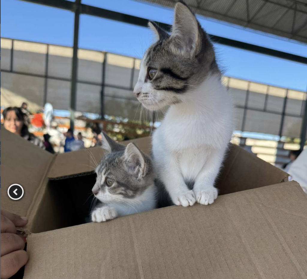 Exhorta bienestar animal a no regalar mascotas por el día del amor y de la amistad
