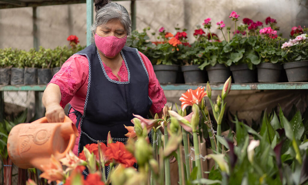 Friendly hispanic female gardener in facial mask watering flowers in a nursery new normal concept