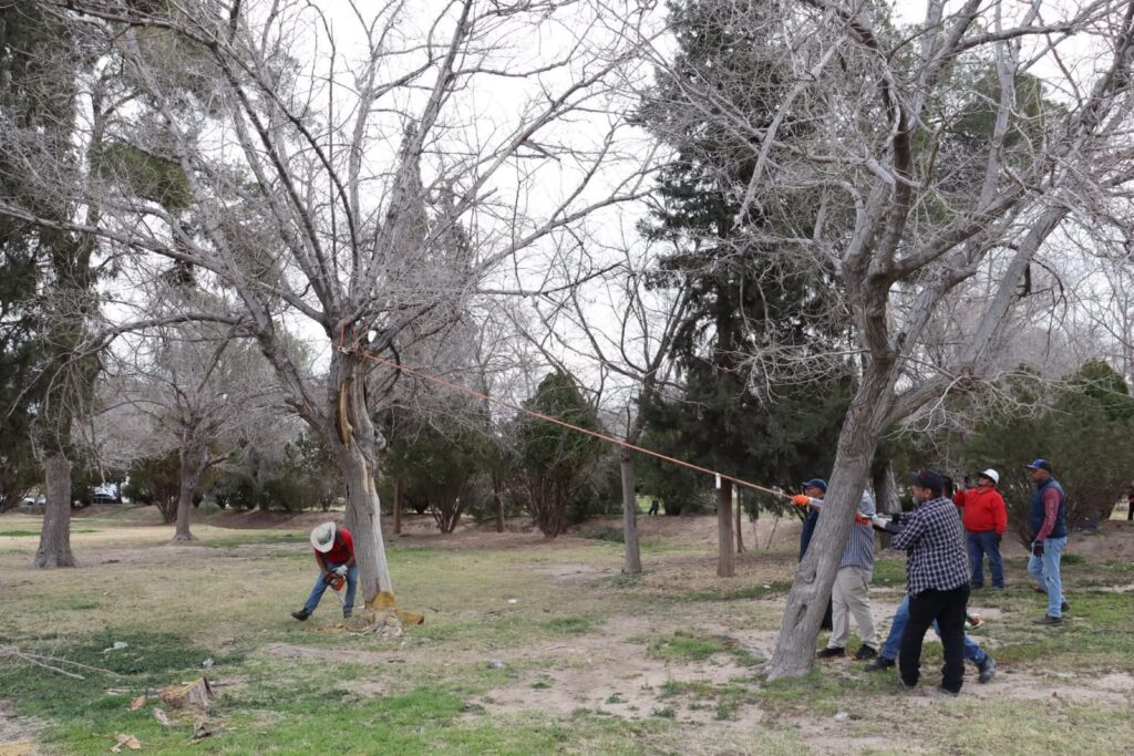 Temporada de poda parques y jardines realiza último taller práctico en el chamizal