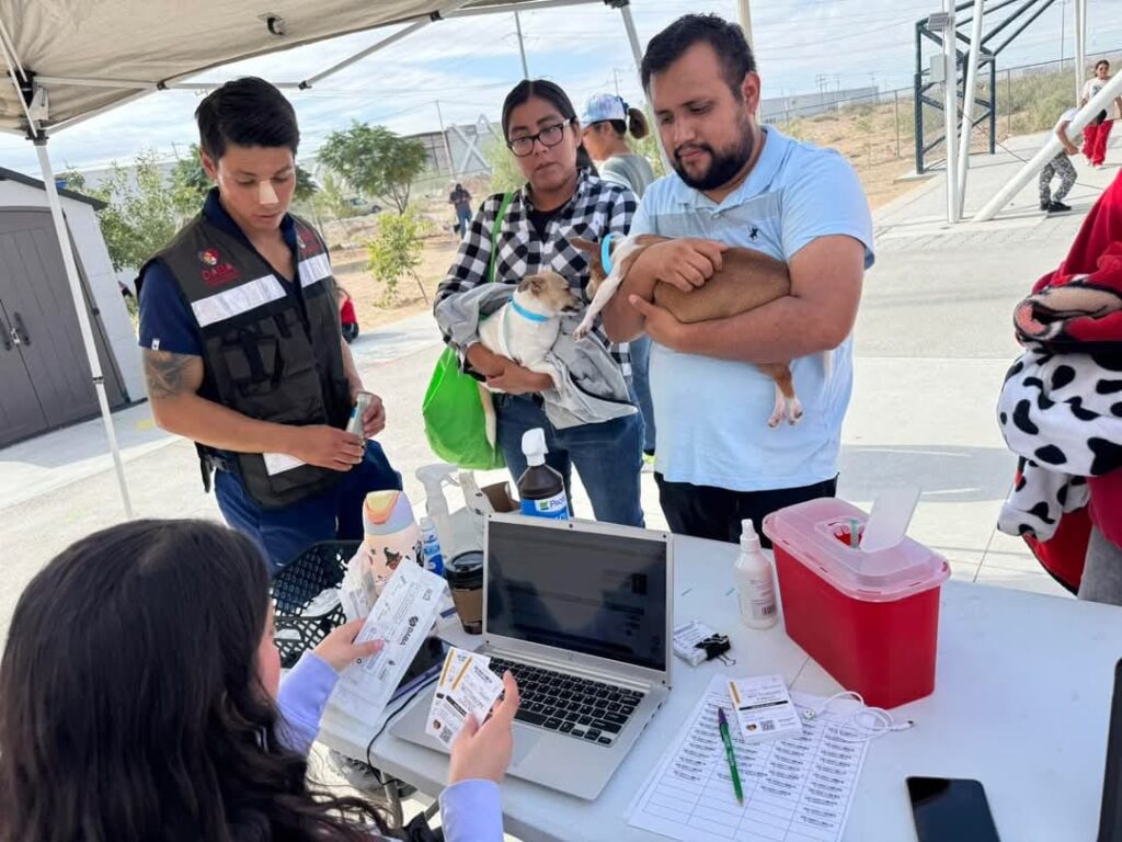 Invita bienestar animal a aplicar productos contra garrapatas a las mascotas