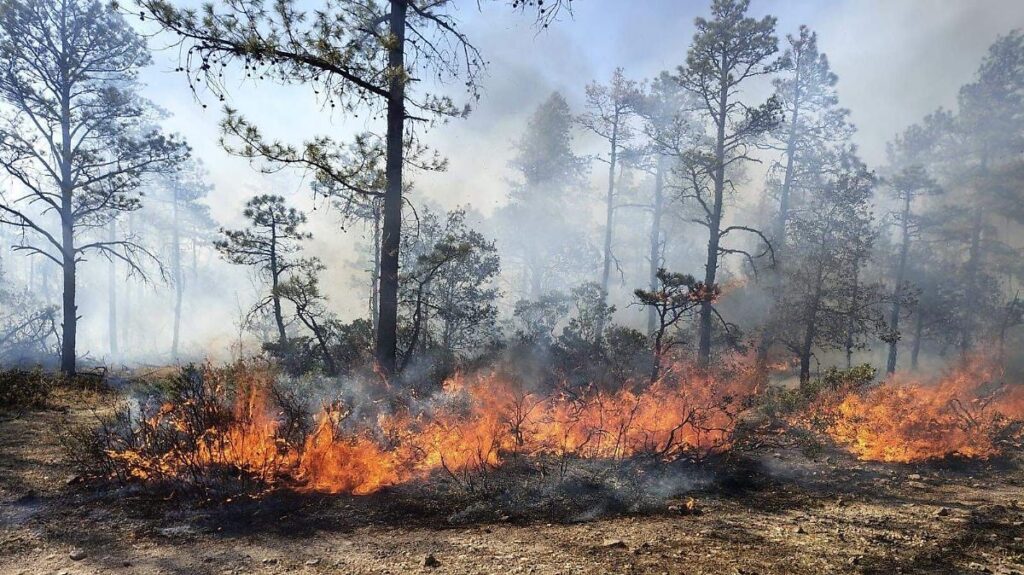Piden reforzar la prevención contra incendios forestales esta temporada vacacional