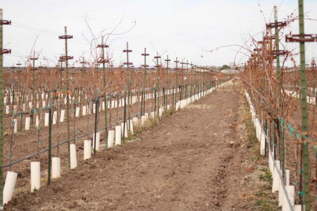 Publica la sdr convocatoria para adquirir árboles frutales para regiones de chihuahua