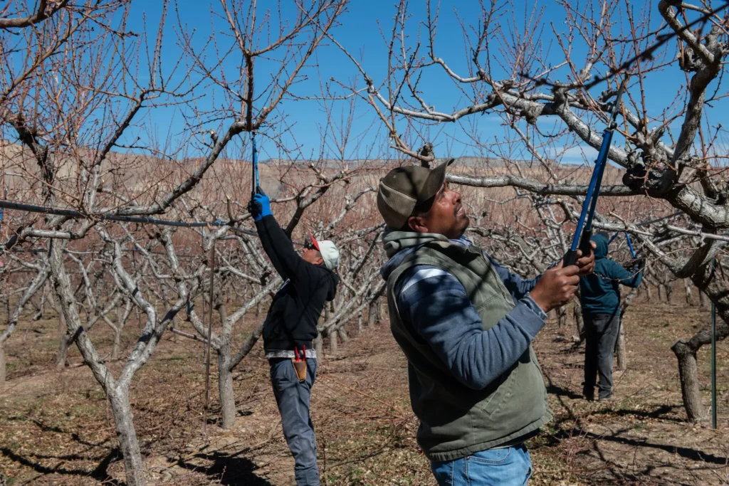 To address farm labor shortage, trump administration turns to migrant workers