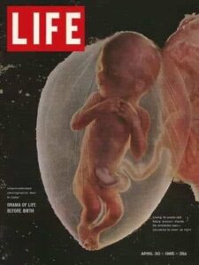 1965, la revista life publica la primera fotografía de un feto dentro del seno materno, tomada por el fotógrafo sueco lennart nilsson